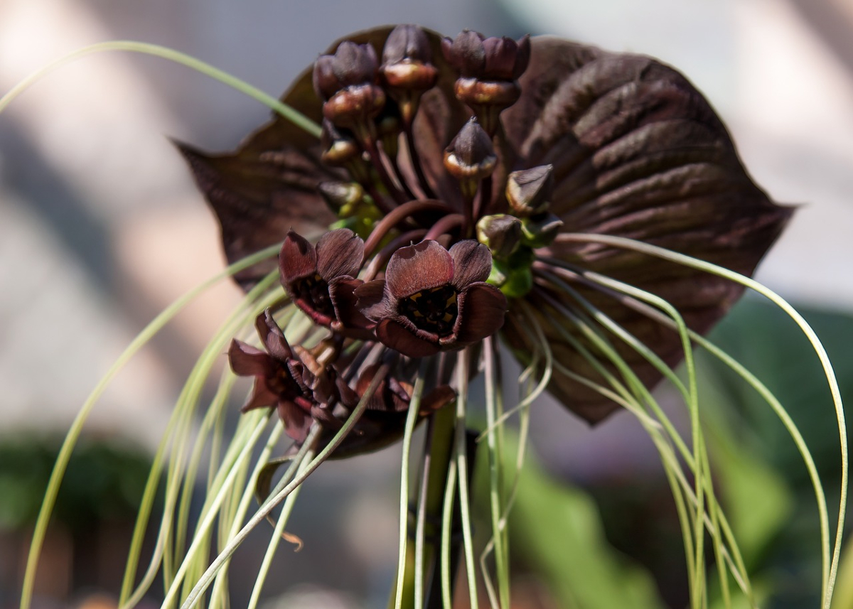 fleur chauve-souris
