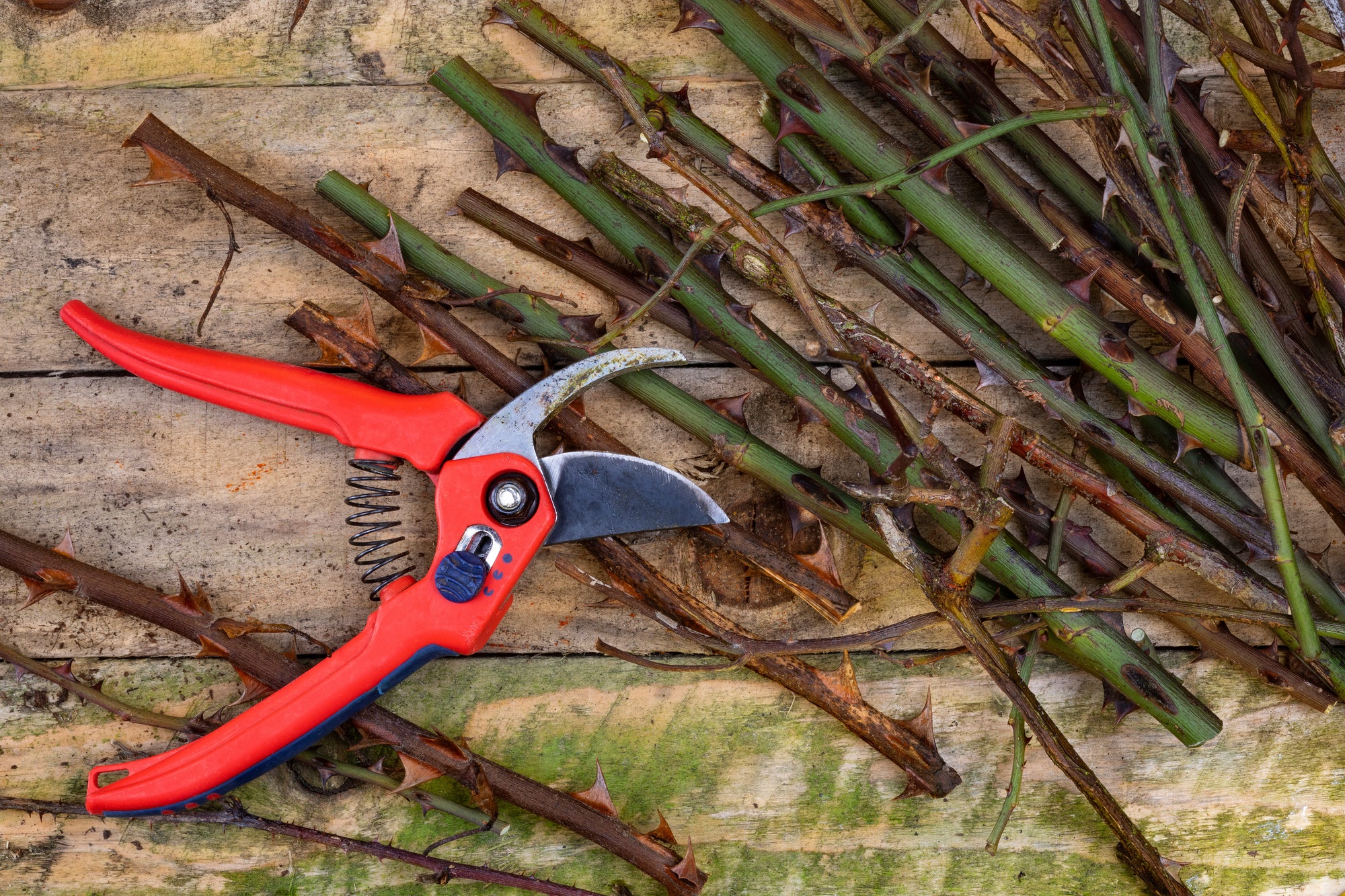 Gardening - Pruning
