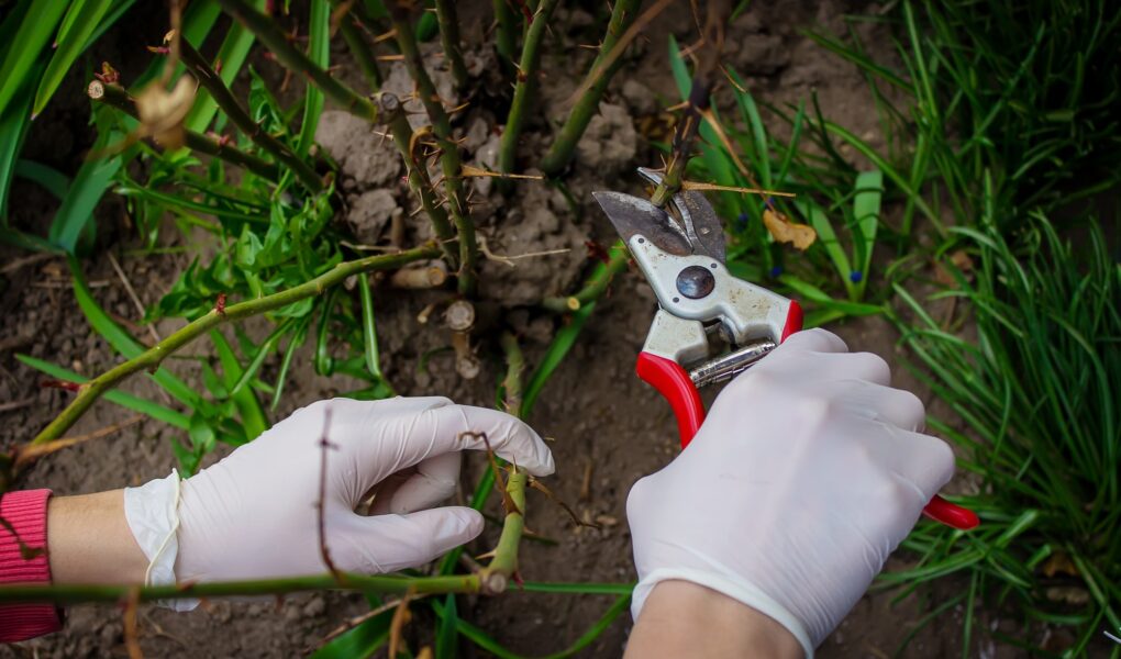 pruning tree branches. Pruning a tree in spring, cleaning the garden.