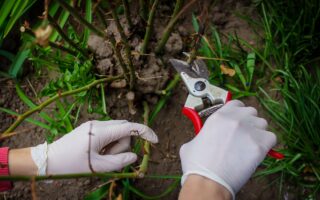pruning tree branches. Pruning a tree in spring, cleaning the garden.