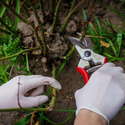 pruning tree branches. Pruning a tree in spring, cleaning the garden.
