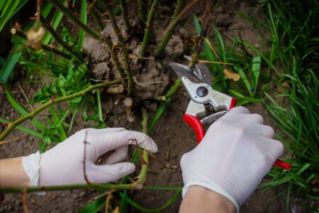 pruning tree branches. Pruning a tree in spring, cleaning the garden.