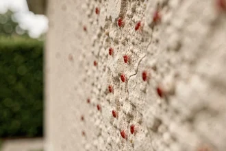 Gros plan macro sur de minuscules insectes rouges (acariens) regroupés sur la façade enduite d'une maison neuve