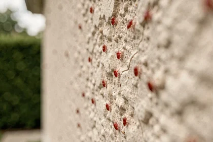 Gros plan macro sur de minuscules insectes rouges (acariens) regroupés sur la façade enduite d'une maison neuve